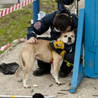 Собаки-рятувальники (29 фото): популярні породи, які допомагають рятувати альпіністів в горах і людей з води