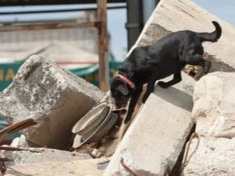 Собаки-рятувальники (29 фото): популярні породи, які допомагають рятувати альпіністів в горах і людей з води