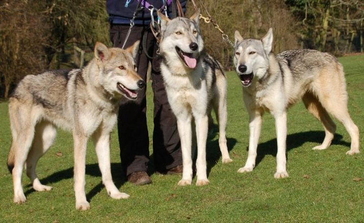 Собаки, схожі на вовків (30 фото): назви великих рудих і чорних, білих і інших собак. Їх зміст