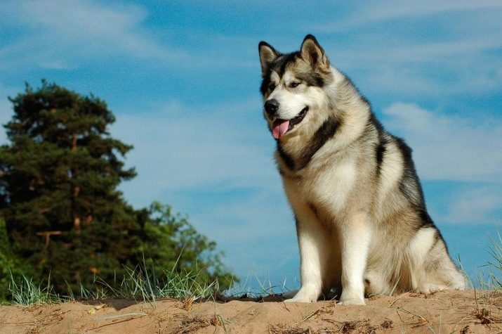 Собаки, схожі на вовків (30 фото): назви великих рудих і чорних, білих і інших собак. Їх зміст