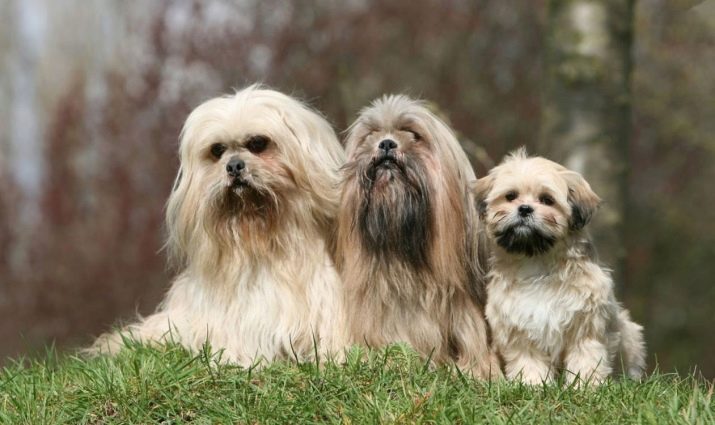 Собаки з бородою (26 фото): що незвичайного в бородатих собаках? Представники породи маленьких розмірів