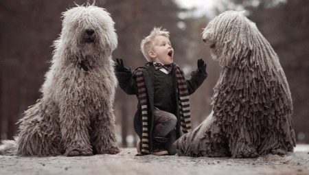 Собаки з дредами (22 фото): опис порід з вовною, як дреди. Правила догляду за ними