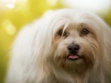 Собаки з дредами (22 фото): опис порід з вовною, як дреди. Правила догляду за ними