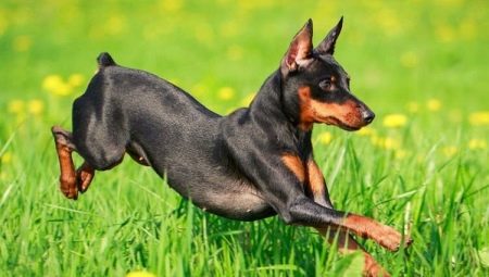 Собаки з витягнутою мордою (19 фото): список порід високих і маленьких собак з довгим носом