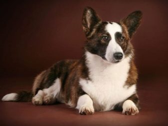 Собаки з витягнутою мордою (19 фото): список порід високих і маленьких собак з довгим носом