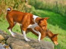 Собаки, з якими не треба гуляти: особливості та огляд порід, яких не можна вигулювати