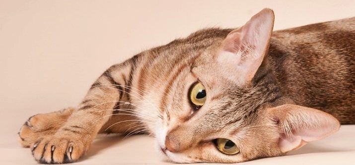 Сококе (20 фото): опис породи. Які клички підходять кішок і котів? Стандарт забарвлення. Особливості в’язки