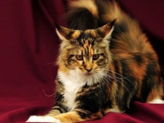 Сококе (20 фото): опис породи. Які клички підходять кішок і котів? Стандарт забарвлення. Особливості в’язки
