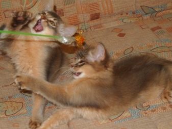 Сомалійська кішка (44 фото): опис котів породи сомалі, особливості характеру кошенят. Варіанти забарвлення