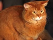 Сомалійська кішка (44 фото): опис котів породи сомалі, особливості характеру кошенят. Варіанти забарвлення