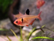 Сомик таракатум (23 фото): опис, зміст і догляд за акваріумним сомом. Як відрізнити самця рибки від самки? Як розвести?