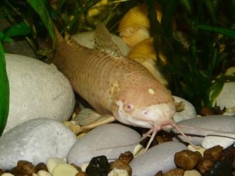 Сомик таракатум (23 фото): опис, зміст і догляд за акваріумним сомом. Як відрізнити самця рибки від самки? Як розвести?