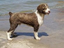 Іспанська водяна собака (26 фото): особливості породи. Плюси і мінуси. Характер цуценят. Правила утримання собак
