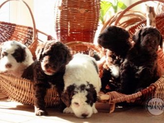 Іспанська водяна собака (26 фото): особливості породи. Плюси і мінуси. Характер цуценят. Правила утримання собак