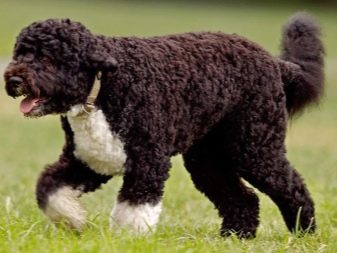 Іспанська водяна собака (26 фото): особливості породи. Плюси і мінуси. Характер цуценят. Правила утримання собак