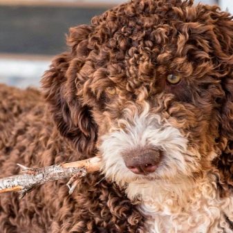 Іспанська водяна собака (26 фото): особливості породи. Плюси і мінуси. Характер цуценят. Правила утримання собак