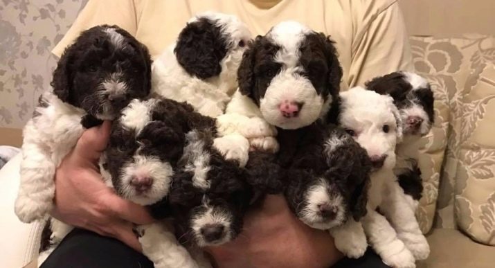 Іспанська водяна собака (26 фото): особливості породи. Плюси і мінуси. Характер цуценят. Правила утримання собак