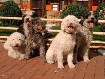 Іспанська водяна собака (26 фото): особливості породи. Плюси і мінуси. Характер цуценят. Правила утримання собак