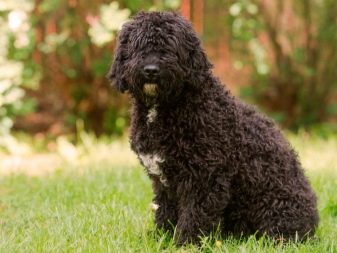 Іспанська водяна собака (26 фото): особливості породи. Плюси і мінуси. Характер цуценят. Правила утримання собак