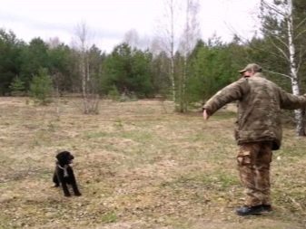 Іспанська водяна собака (26 фото): особливості породи. Плюси і мінуси. Характер цуценят. Правила утримання собак