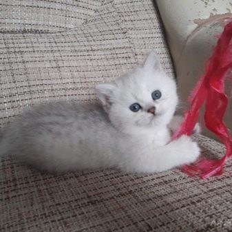 Срібляста британська шиншила (22 фото): характер кішок, короткошерсті і довгошерсті кошенята. Зміст срібних британських котів