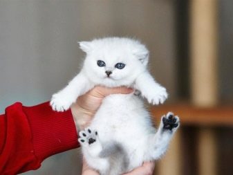 Срібляста британська шиншила (22 фото): характер кішок, короткошерсті і довгошерсті кошенята. Зміст срібних британських котів