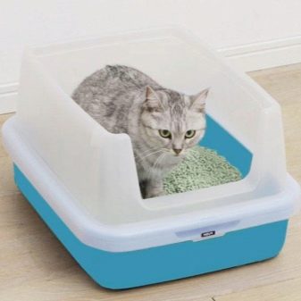 Срібляста британська шиншила (22 фото): характер кішок, короткошерсті і довгошерсті кошенята. Зміст срібних британських котів