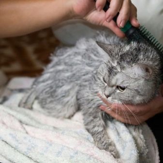 Срібляста британська шиншила (22 фото): характер кішок, короткошерсті і довгошерсті кошенята. Зміст срібних британських котів