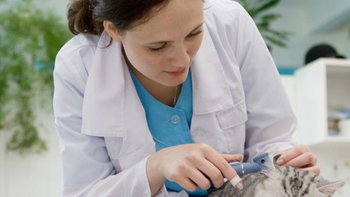 Срібляста британська шиншила (22 фото): характер кішок, короткошерсті і довгошерсті кошенята. Зміст срібних британських котів