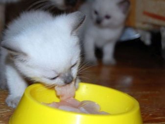 Срібляста британська шиншила (22 фото): характер кішок, короткошерсті і довгошерсті кошенята. Зміст срібних британських котів