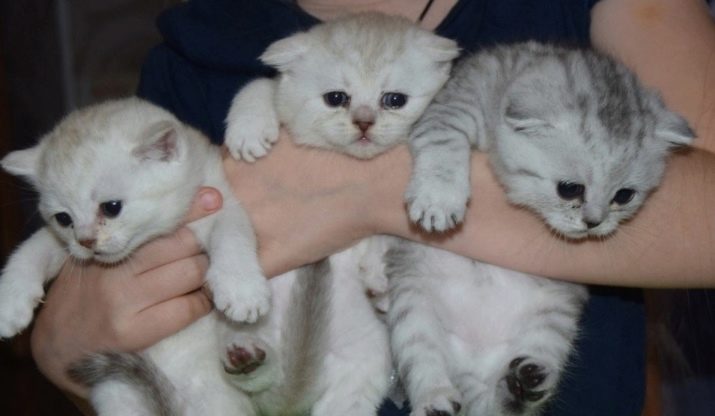 Срібляста британська шиншила (22 фото): характер кішок, короткошерсті і довгошерсті кошенята. Зміст срібних британських котів