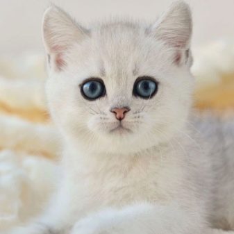 Срібляста британська шиншила (22 фото): характер кішок, короткошерсті і довгошерсті кошенята. Зміст срібних британських котів