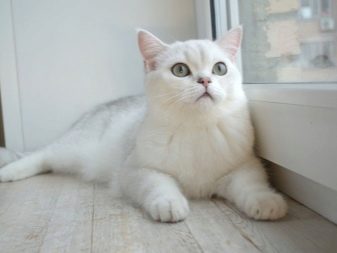 Срібляста британська шиншила (22 фото): характер кішок, короткошерсті і довгошерсті кошенята. Зміст срібних британських котів