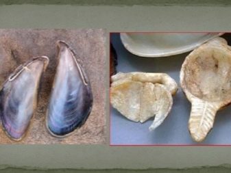 Історія ложки: народження столового приладу. Як з’явилася ложка? Хто винайшов ложку?