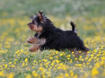 Історія походження породи йоркширський тер’єр: коли і де з’явилася порода?