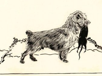 Історія походження породи йоркширський тер’єр: коли і де з’явилася порода?