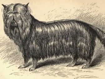 Історія походження породи йоркширський тер’єр: коли і де з’явилася порода?