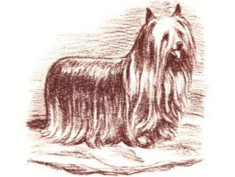 Історія походження породи йоркширський тер’єр: коли і де з’явилася порода?