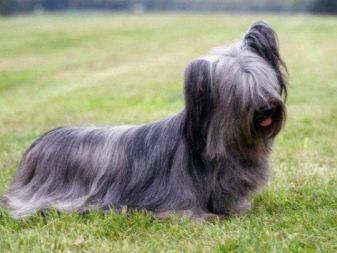 Історія походження породи йоркширський тер’єр: коли і де з’явилася порода?