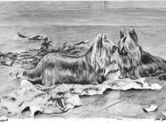 Історія походження породи йоркширський тер’єр: коли і де з’явилася порода?