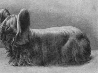 Історія походження породи йоркширський тер’єр: коли і де з’явилася порода?