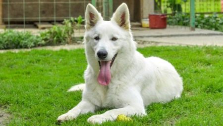 Сторожові породи собак (фото 48): кращі пси-сторожі для приватного будинку, собаки великих, маленьких і середніх розмірів з назвами і описом