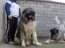 Сторожові породи собак (фото 48): кращі пси-сторожі для приватного будинку, собаки великих, маленьких і середніх розмірів з назвами і описом