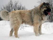 Сторожові породи собак (фото 48): кращі пси-сторожі для приватного будинку, собаки великих, маленьких і середніх розмірів з назвами і описом