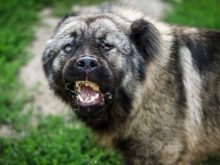 Сторожові породи собак (фото 48): кращі пси-сторожі для приватного будинку, собаки великих, маленьких і середніх розмірів з назвами і описом