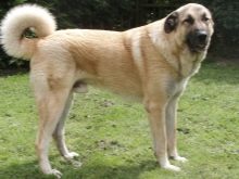 Сторожові породи собак (фото 48): кращі пси-сторожі для приватного будинку, собаки великих, маленьких і середніх розмірів з назвами і описом