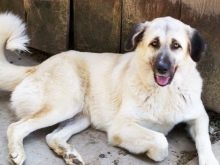 Сторожові породи собак (фото 48): кращі пси-сторожі для приватного будинку, собаки великих, маленьких і середніх розмірів з назвами і описом