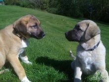 Сторожові породи собак (фото 48): кращі пси-сторожі для приватного будинку, собаки великих, маленьких і середніх розмірів з назвами і описом