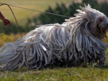 Сторожові породи собак (фото 48): кращі пси-сторожі для приватного будинку, собаки великих, маленьких і середніх розмірів з назвами і описом