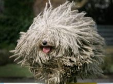 Сторожові породи собак (фото 48): кращі пси-сторожі для приватного будинку, собаки великих, маленьких і середніх розмірів з назвами і описом